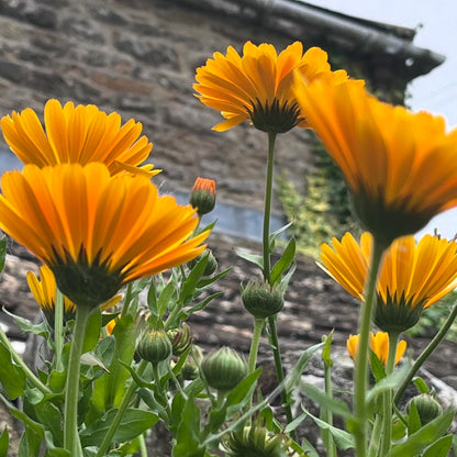 Calendula Oil